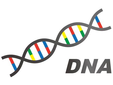 DNA鑑定で子どもの血液型を検査